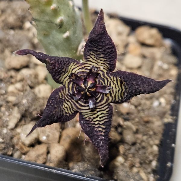 Stapelia cedrimontana